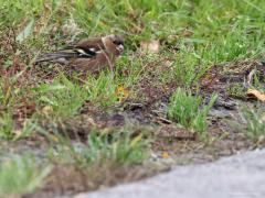 Vink  20231110  Ik zie heel weinig vogels in ons buitengebied momenteel. Maar dit beeld, een vink langs de weg in het groen zoekend naar iets eetbaars, kom je nog vaak tegen. Vaak zelfs hele groepjes vinken. Tot nu zag ik er nog geen kepen tussen. Zag ook weinig groenvinken tot nu.