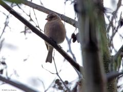 Vink  20231107  Najaar, voorjaar. Prut weer, fijn weer. Ik ben gisteren nog even op stap geweest. Niet omdat het weer uitnodigt, immers geen tekort aan wind, regen en bewolking. Nauwelijks een vogel gezien. Een vink tref je nu altijd wel aan, zo ook gisteren. Ik heb er eentje gefotografeerd en die foto staat model voor het huidige prut weer. Wat een verschil met fijnere tijden.