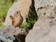 Winterkoning  20231113  De zon warmde zaterdagmiddag de kinderkoppen wat op. Insecten willen daarvan ook profiteren en het winterkoninkje weet dat. De stenen worden niet vergeefs afgezocht. Een aantal insecten zijn de klos. Of de spin helemaal rechts in beeld het heeft overleefd heb ik niet waargenomen.