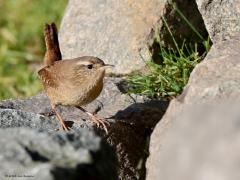 Winterkoning  20231112  Gistermiddag had ik mazzel. Een winterkoning nam de tijd om een stapel kinderkoppen te inspecteren op wat eetbaars. Het vogeltje zag me heus wel staan maar accepteerde mijn aanwezigheid op gepaste afstand. Een van onze leukere vogeltjes vind ik. Het frapante kleine staartje is een overduidelijk kenmerk. Hij doet zijn naam eer aan want in de wintermaanden is ie talrijk aanwezig. Er wordt geschat dat er dan maar liefst een tot twee miljoen exemplaren in ons land aanwezig