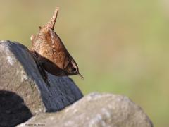 Winterkoning  20231113  De zon warmde zaterdagmiddag de kinderkoppen wat op. Insecten willen daarvan ook profiteren en het winterkoninkje weet dat. De stenen worden niet vergeefs afgezocht. Een aantal insecten zijn de klos. Of de spin helemaal rechts in beeld het heeft overleefd heb ik niet waargenomen.