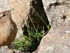 Winterkoning  20231113  De zon warmde zaterdagmiddag de kinderkoppen wat op. Insecten willen daarvan ook profiteren en het winterkoninkje weet dat. De stenen worden niet vergeefs afgezocht. Een aantal insecten zijn de klos. Of de spin helemaal rechts in beeld het heeft overleefd heb ik niet waargenomen.