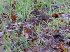 Koperwiek  20231207  Oude Buisse Heide