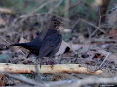 Merel  20231128  Onze vertrouwde good old merel, geklikt vandaag in de Pannenhoef. Niet alleen een echte tuinvogel maar ook een echte bosvogel. Deze waarschijnlijk jonge vogel zag er gezond en alert uit.