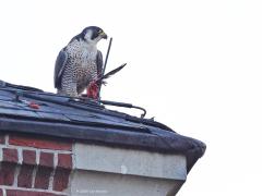 Slechtvalk  20231122  Vorige week organiseerde Vogelwerkgroep Zundert een lezing over de slechtvalk. Heb daar weer meerdere voor mij nieuwe dingen geleerd over deze roofvogel. Precies vier jaar geleden fotografeerde ik een slechtvalk op de kerktoren van Alphen. Op de torenspits daar heeft men een nestkast voor deze vogel geplaatst. Ik had mazzel dat een slechtvalk zich liet zien, nog met een duif als prooi ook. Van grote afstand kon ik deze foto's toen maken. Huist de vogel daar nog steeds?