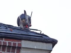 Slechtvalk  20231122  Vorige week organiseerde Vogelwerkgroep Zundert een lezing over de slechtvalk. Heb daar weer meerdere voor mij nieuwe dingen geleerd over deze roofvogel. Precies vier jaar geleden fotografeerde ik een slechtvalk op de kerktoren van Alphen. Op de torenspits daar heeft men een nestkast voor deze vogel geplaatst. Ik had mazzel dat een slechtvalk zich liet zien, nog met een duif als prooi ook. Van grote afstand kon ik deze foto's toen maken. Huist de vogel daar nog steeds?