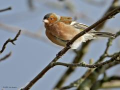 Vink  20130202  Rielse Heide