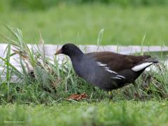 Waterhoen  20231116  Bij de Ardo kwamen twee waterhoentjes uit de dekking van het daar door Ardo aangelegde stukje nieuwe natuur. Eentje met die bekende fel gekleurde snavel, gele punt, rode basis. En eentje met slechts een heel flets gekleurde snavel. Je zou denken dat die fletse snavel aan een vrouwtje doet denken maar dat is niet zo, beide geslachten zien er volwassen hetzelfde uit. Dus het moet een jonge vogel zijn, eentje van dit jaar. Het gaat hem kennelijk goed want hij ziet er rond gegete