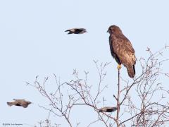 Buizerd  20240127  Pannenhoef