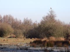 Buizerd  20240127  Pannenhoef