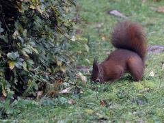 Eekhoorn  Vers van de sensor. Een uurtje terug kwam het eekhoorntje weer op bezoek in mijn tuin. Gauw mijn camera gepakt en door het nat geregende dubbelglas enkele foto's gemaakt. Dat valt nog niet mee zo in de regen met zwaar bewolkte hemel. Met f10, 420mm, tv1/100, iso6400, door nat dubbelglas en met regen mag je natuurlijk geen wonderfoto's verwachten. Maar goed, het gaat hier niet over fotokwaliteit maar over natuurplezier.