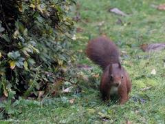 Eekhoorn  Vers van de sensor. Een uurtje terug kwam het eekhoorntje weer op bezoek in mijn tuin. Gauw mijn camera gepakt en door het nat geregende dubbelglas enkele foto's gemaakt. Dat valt nog niet mee zo in de regen met zwaar bewolkte hemel. Met f10, 420mm, tv1/100, iso6400, door nat dubbelglas en met regen mag je natuurlijk geen wonderfoto's verwachten. Maar goed, het gaat hier niet over fotokwaliteit maar over natuurplezier.