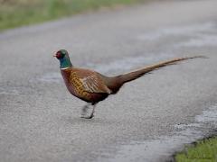 Fazant  20240115  Deze vertrouwde exoot stak zaterdag de weg over bij de Leemskuilen. Gelukkig weinig verkeer en zo kon meneer langstaart aan de overkant doorgaan met zoeken naar mals groen of nog iets lekkerders.