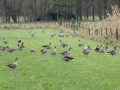 Grauwe Gans   Aan de zuidkant van de Pannenhoef verblijven momenteel veel grauwe ganzen. Meer dan dat ik op een enkele foto in beeld kon krijgen. Ben benieuwd hoeveel buitenlanders daar tussen zitten? In de winter komen namelijk een flink aantal grauwe ganzen uit Noord en Oost Europa deze kant op. Het zijn vredige wezens lijkt me, ik zie namelijk nooit een opstootje in de groep.