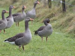 Grauwe Gans   Aan de zuidkant van de Pannenhoef verblijven momenteel veel grauwe ganzen. Meer dan dat ik op een enkele foto in beeld kon krijgen. Ben benieuwd hoeveel buitenlanders daar tussen zitten? In de winter komen namelijk een flink aantal grauwe ganzen uit Noord en Oost Europa deze kant op. Het zijn vredige wezens lijkt me, ik zie namelijk nooit een opstootje in de groep.