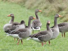 Grauwe Gans   Aan de zuidkant van de Pannenhoef verblijven momenteel veel grauwe ganzen. Meer dan dat ik op een enkele foto in beeld kon krijgen. Ben benieuwd hoeveel buitenlanders daar tussen zitten? In de winter komen namelijk een flink aantal grauwe ganzen uit Noord en Oost Europa deze kant op. Het zijn vredige wezens lijkt me, ik zie namelijk nooit een opstootje in de groep.