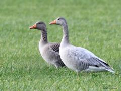 Grauwe Gans Afgelopen donderdag zat er bij de Pannenhoef, opzij van de Rondgors, een grote groep grauwe ganzen. Al op grote afstand viel me tussen de vele ganzen een gans erg op. Die was veel te bleek, veel te licht gekleurd. Zonder ze te doen opvliegen kon ik langs het pad iets dichterbij komen en deze foto maken. Volgens mij een duidelijk geval van geen zuivere koffie. Ongewoon licht grijs, te lange dunne hals, een te kleine kop. Is dit een hybride, een kruising met een ... ? Wie kan er meer