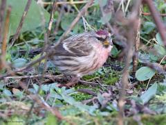 Grote Barmsijs  Mijn vogeljaar is erg goed begonnen. Want gisteren, op de eerste dag van dit nieuwe jaar, ontmoette ik een mooi mannetje grote barmsijs. Het vogeltje zat te foerageren in een akkerrand aan de slootskant. Niet toevallig natuurlijk dat de akker was ingezaaid geweest met wilde kruiden. Erg waardevol zijn die stukjes kunst natuur. In de winter voorzien ze veel vogels van voedsel. Januari is de maand om barmsijsjes tegen te komen. Maar dan moeten ze wel als wintergast naar ons l