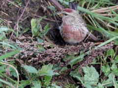 Grote Barmsijs  Mijn vogeljaar is erg goed begonnen. Want gisteren, op de eerste dag van dit nieuwe jaar, ontmoette ik een mooi mannetje grote barmsijs. Het vogeltje zat te foerageren in een akkerrand aan de slootskant. Niet toevallig natuurlijk dat de akker was ingezaaid geweest met wilde kruiden. Erg waardevol zijn die stukjes kunst natuur. In de winter voorzien ze veel vogels van voedsel. Januari is de maand om barmsijsjes tegen te komen. Maar dan moeten ze wel als wintergast naar ons l