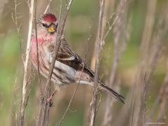 Grote barmsijs  20240101  Rielsche Heide