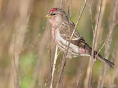 Grote barmsijs  20240101  Rielsche Heide