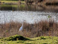 Grote Zilverreiger  Vorige week dinsdag scheen heel even de zon toen ik bij de Flesch in de Pannenhoef was. Je zult begrijpen dat momenteel best veel water in het ven staat. In de oevervegetatie zocht een grote zilverreiger naar iets eetbaars. Het duurde even eer de vervaarlijke grote dolksnavel mijn richting in wees en ik een gewenst plaatje kon schieten. Ik vind deze grote witte vogel een echte recente verrijking van onze (vogel)natuur.