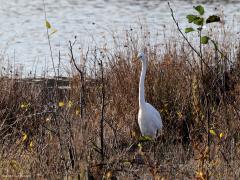 Grote Zilverreiger  Vorige week dinsdag scheen heel even de zon toen ik bij de Flesch in de Pannenhoef was. Je zult begrijpen dat momenteel best veel water in het ven staat. In de oevervegetatie zocht een grote zilverreiger naar iets eetbaars. Het duurde even eer de vervaarlijke grote dolksnavel mijn richting in wees en ik een gewenst plaatje kon schieten. Ik vind deze grote witte vogel een echte recente verrijking van onze (vogel)natuur.