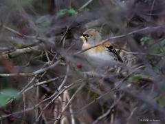 Keep  Die takjes toch. Vaak zijn het stoorzendertjes op een vogelfoto. Met regelmaat blijkt er een takje bijvoorbeeld voor de kop te zitten, helemaal erg is het als het voor een oog blijkt te zitten. Maar deze keep maakt het wel helemaal bont. Deze wintergast kroop niet weg achter een takje maar achter een hele heg. Een heel karwei om hem dan te vinden en ook nog eens scherp in beeld te krijgen. Voor mij was deze keep vorige week de eerste die ik zag deze winter.