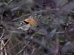 Keep  Die takjes toch. Vaak zijn het stoorzendertjes op een vogelfoto. Met regelmaat blijkt er een takje bijvoorbeeld voor de kop te zitten, helemaal erg is het als het voor een oog blijkt te zitten. Maar deze keep maakt het wel helemaal bont. Deze wintergast kroop niet weg achter een takje maar achter een hele heg. Een heel karwei om hem dan te vinden en ook nog eens scherp in beeld te krijgen. Voor mij was deze keep vorige week de eerste die ik zag deze winter.