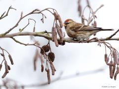 Kleine Barmsijs  Mijn vorige uploads waren van een grote barmsijs die ik vorige week zag. Een hele tijd terug, in 2017, kon ik in de Waaienberg het iets kleinere broertje fotograferen; de kleine barmsijs. Die is niet zo mooi. Is minder fris gekleurd. Toont ook weinig of zelfs geen heldere witte delen in de vleugels of borst. Wel goed opletten nu op deze sijsjes, het is immers nu erg koud in het Noorden en ze moeten wellicht hier eten komen zoeken.