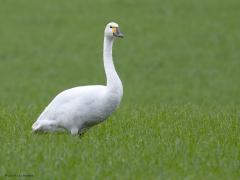 Kleine zwaan  Bij de Pannenhoef zag ik gisteren tussen een groep knobbelzwanen enkele kleine zwanen. Recent vorige jaren zag ik daar een groter aantal van deze wintergasten, hoop maar dat er elders nog een aantal gearriveerd zijn. Ze komen uit noord Rusland, een vlucht van ruim 3000 km. En dat alles enkel met schone biobrandstoffen. Het zwart op de gele snavel loopt van punt tot ruim over de neusgaten. Op een foto staan in de achtergrond onscherp twee jonge knobbelzwanen, die hebben nog gee