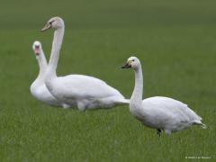 Kleine zwaan  Bij de Pannenhoef zag ik gisteren tussen een groep knobbelzwanen enkele kleine zwanen. Recent vorige jaren zag ik daar een groter aantal van deze wintergasten, hoop maar dat er elders nog een aantal gearriveerd zijn. Ze komen uit noord Rusland, een vlucht van ruim 3000 km. En dat alles enkel met schone biobrandstoffen. Het zwart op de gele snavel loopt van punt tot ruim over de neusgaten. Op een foto staan in de achtergrond onscherp twee jonge knobbelzwanen, die hebben nog gee