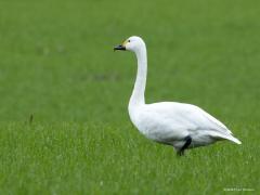 Kleine zwaan  Bij de Pannenhoef zag ik gisteren tussen een groep knobbelzwanen enkele kleine zwanen. Recent vorige jaren zag ik daar een groter aantal van deze wintergasten, hoop maar dat er elders nog een aantal gearriveerd zijn. Ze komen uit noord Rusland, een vlucht van ruim 3000 km. En dat alles enkel met schone biobrandstoffen. Het zwart op de gele snavel loopt van punt tot ruim over de neusgaten. Op een foto staan in de achtergrond onscherp twee jonge knobbelzwanen, die hebben nog gee