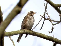 Koperwiek  20240123  Pannenhoef