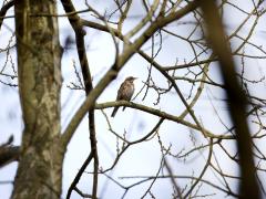 Koperwiek  20240123  Pannenhoef