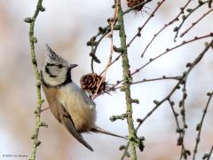 Kuifmees  In het bos kun je nu naaldbomen zonder naalden vinden. Gelukkig hangen er vaak nog wel proppen aan de takken. Daar zijn de kuifmezen heel blij. Ze inspecteren deze harde vruchten op verstopte zaadjes. Met de snavel inspecteren ze schub voor schub. Soms blijft er iets onbruikbaars aan de snavel plakken. Door het kopje dan snel rond te draaien vliegt het vuiltje weer van de snavel af.