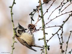 Kuifmees  In het bos kun je nu naaldbomen zonder naalden vinden. Gelukkig hangen er vaak nog wel proppen aan de takken. Daar zijn de kuifmezen heel blij. Ze inspecteren deze harde vruchten op verstopte zaadjes. Met de snavel inspecteren ze schub voor schub. Soms blijft er iets onbruikbaars aan de snavel plakken. Door het kopje dan snel rond te draaien vliegt het vuiltje weer van de snavel af.