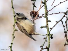 Kuifmees  In het bos kun je nu naaldbomen zonder naalden vinden. Gelukkig hangen er vaak nog wel proppen aan de takken. Daar zijn de kuifmezen heel blij. Ze inspecteren deze harde vruchten op verstopte zaadjes. Met de snavel inspecteren ze schub voor schub. Soms blijft er iets onbruikbaars aan de snavel plakken. Door het kopje dan snel rond te draaien vliegt het vuiltje weer van de snavel af.