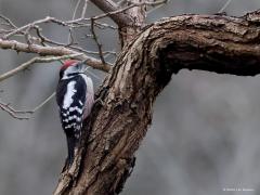 Middelste Bonte Specht  Gistermiddag was ik in de Oude Buisse Heide. Wandelend in de buurt van het atelier van Henriette Roland Holst zag ik een bonte specht opvliegen. Wat verderop landde de specht op een ruwe tak. Snel mijn camera erop gericht en een aantal keren afgedrukt. Het bleek dus de middelste bonte te zijn. Geen zwart op het voorhoofd. Met de kop schuin gehouden komt die kop zelfs als geheel wit over. Ik denk dat dit een vrouwtje is?