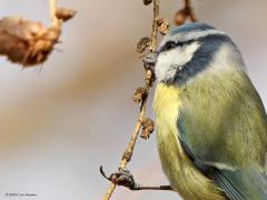 Pimpelmees  Niet alleen sijsjes zoeken in wintertijd naaldbomen af op iets eetbaars, ook pimpeltjes doen dat. Zo kon ik dit pimpeltje tijdens dat werk vastleggen. Bij goed kijken zag ik dat hij of zij iets aan de haak geslagen had, iets met de snavel te pakken had. Is dat nu een zaadje of een larfje, ze lusten beide nu. Ik denk een larfje, een heel klein rupsje?