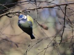 Pimpelmees  Gefotografeerd op tien januari j.l. Het was min vijf en de flinke koude vochtige wind maakte er voor het gevoel zeker min tien van. Dat merkte dit pimpeltje ook. Het blauwpetje had de dikste winterjas aangedaan. Daartoe met name de gele veertjes aan de borst maxiamaal breed uitgezet. Zo wordt er veel isolerende lucht gevangen in de veertjes en wordt de kou maximaal geweerd van het tere lijfje. Knapper wordt het meesje er niet van. Het slanke sierlijke vogeltje is verworden t