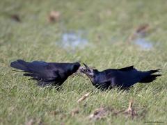 Roek  20240128  Liefde. Roeken weten wat liefde is. Eenmaal volwassen dan wordt een maatje voor het leven gekozen. Ze trouwen maar eenmaal in hun leven, het paartje blijft elkaar levenslang trouw, heel bijzonder vind ik dat! Ze onderhouden de relatie met attenties naar elkaar. Zoals ik vorige week zag gebeuren. Eerst werd ik goed bekeken in mijn auto. Ze vertrouwden me wel en er werden wat roekenwoordjes naar elkaar uitgesproken. Vervolgens biedt de een de ander een presentje aan. Wat het kado is k