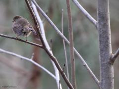 Roodborst  20240124  Een gaai is schuw, een roodborstje vaak niet. Die laat zich gerust van achteren fotograferen. Maar leuker wordt het als Robin een takje verspringt en je nieuwsgierig komt bekijken. Diep oranje kan dat borstje zijn.
