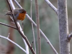 Roodborst  20240120  Lange Maten