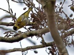 Sijs  Vanwege vaak het prutweer nog niet zo veel op stap geweest de laatste weken. Zo ook nog weinig sijsjes tegen gekomen. Een enkele slechts, hoog in een grote els. Viel me mee dat ik het actieve vogeltje er nog een beetje scherp op de sensor kreeg. Het bleek wel een mooi mannetje te zijn, met veel diepe tinten geel. Het erg spitse snaveltje valt op. Is handig om de zaadjes te voorschijn te peuteren.