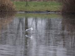 Stormmeeuw  20240113  Leemkuilen