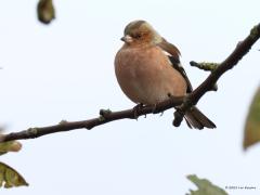 Vink  Ik houd van vogels. Wil ze daarom graag groot in beeld brengen om ze goed te kunnen bekijken. Maar groot in beeld betekend niet altijd dat je daarmee het mooiste plaatje krijgt meen ik. Zoals hier; een mannetje vink mooi vrij zittend tussen takjes met daaraan nog een aantal winterse blaadjes, gefotografeerd afgelopen woensdag. Met takjes en blaadjes een mooier plaatje, groter in beeld meer vogeldetails. Toch?