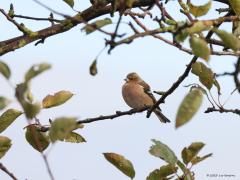 Vink  Ik houd van vogels. Wil ze daarom graag groot in beeld brengen om ze goed te kunnen bekijken. Maar groot in beeld betekend niet altijd dat je daarmee het mooiste plaatje krijgt meen ik. Zoals hier; een mannetje vink mooi vrij zittend tussen takjes met daaraan nog een aantal winterse blaadjes, gefotografeerd afgelopen woensdag. Met takjes en blaadjes een mooier plaatje, groter in beeld meer vogeldetails. Toch?