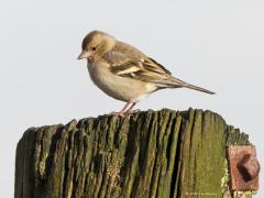 Vink  Meestal steelt het mannetje de show. Begrijp dat wel want meneer laat veel meer kleur in zijn verenkleed zien. Maar hier, zo in een middagzonnetje afgelopen woensdag, mag het vrouwtje er toch ook wel zijn meen ik.