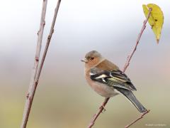 Vink  20231206  Condors Fluxys